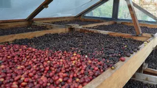 Mitos y verdades del café de especialidad en Canarias