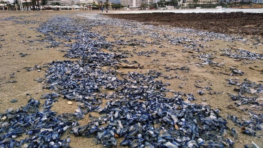 Casi 800 atendidos por picaduras de medusas en las playas de Xàbia