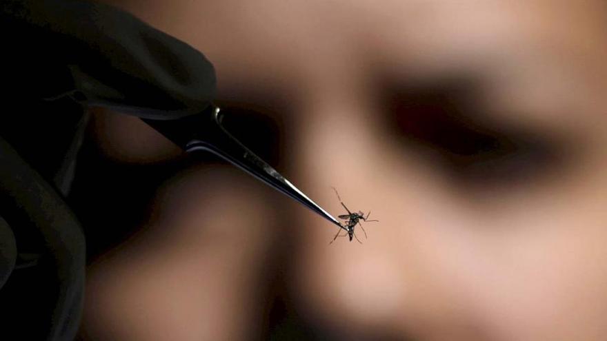 ¿Cómo criar (con tu propia sangre) un mosquito anófeles?