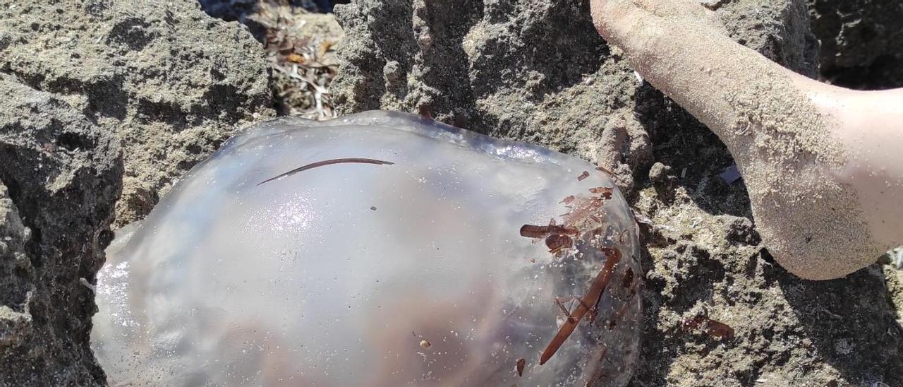 Medusa gigante en Formentera