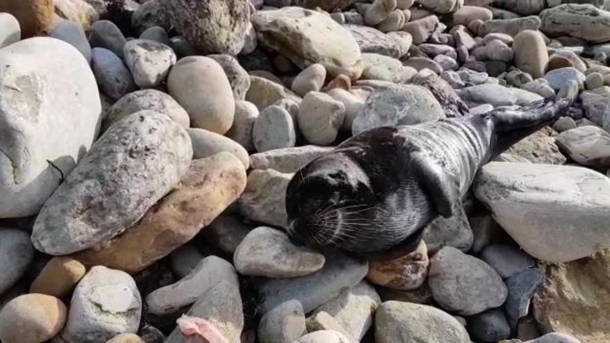 Así es la cría de foca que apareció varada en Tazones