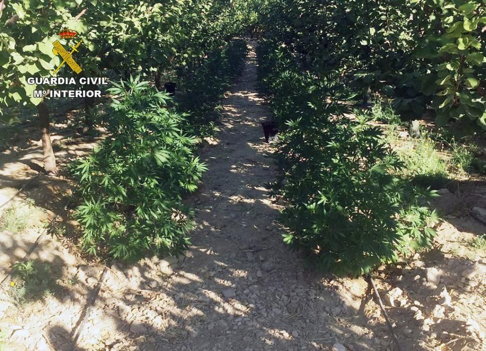 La Guardia Civil desmantela una plantación con más de 2.000 plantas de marihuana en Ulea