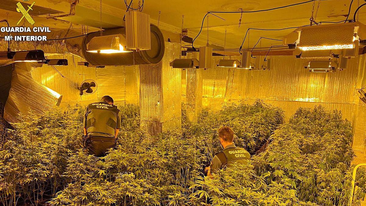 Cultivo ‘indoor’ de marihuana, con más de 490 plantas, localizado en Millares. | GUARDIA CIVIL