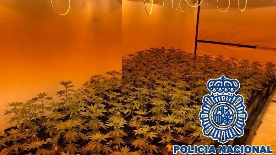 Plantación de marihuana en el interior del sótano de un chalet en Benalmádena.