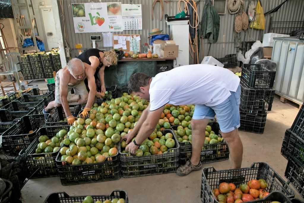 Javier Orts, junto a otros empleados, en trabajos de  selección de tomates en Verdures Gorrito