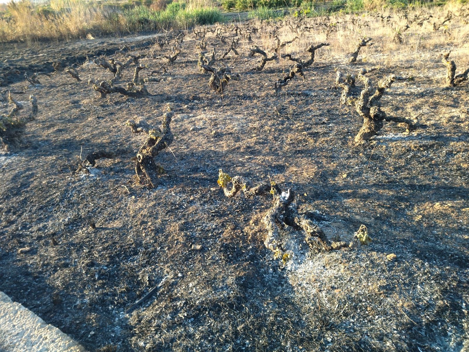 El valle agrícola del Montgó, reducido a cenizas (imágenes)