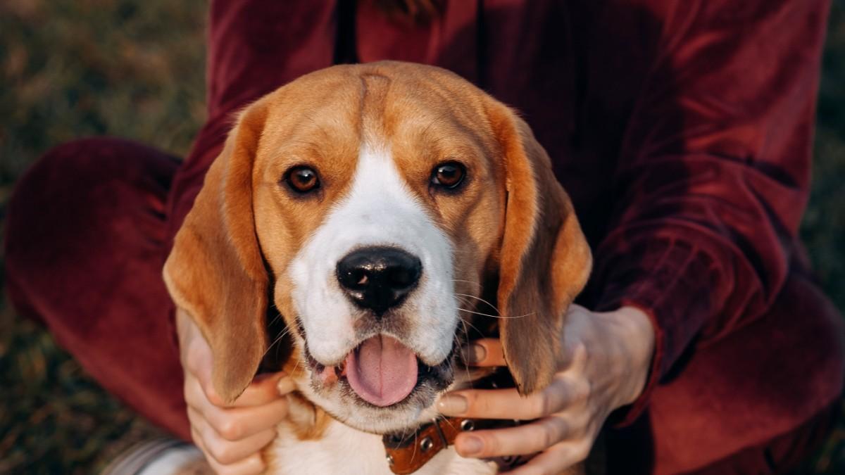 Cómo saber si un beagle es de raza: Características físicas y carácter 1