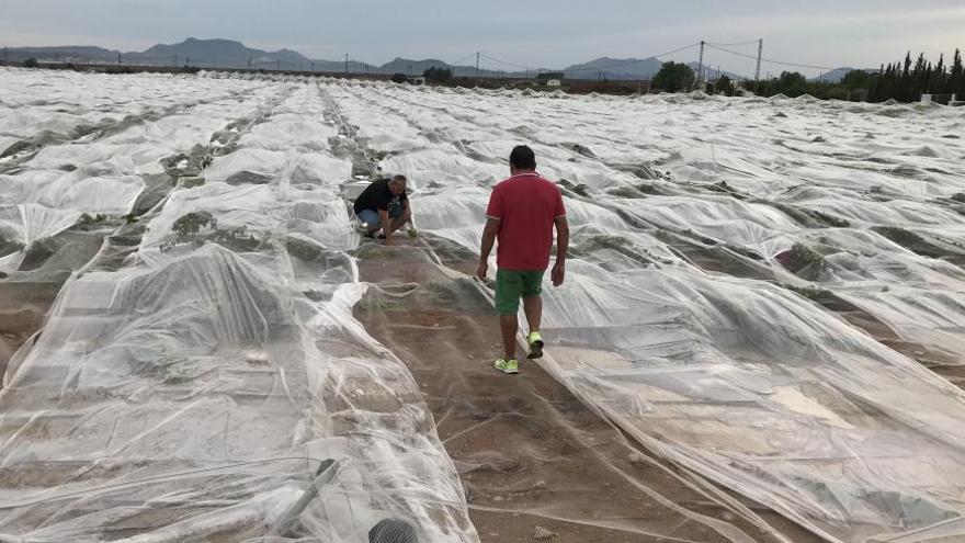 Una de las fincas de uva de mesa de Monforte del Cid que han quedado completamente arrasada por el temporal del jueves