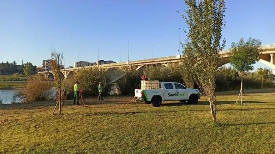 Operarios de la empresa Sambigex fumigando en la margen derecha del Guadiana.