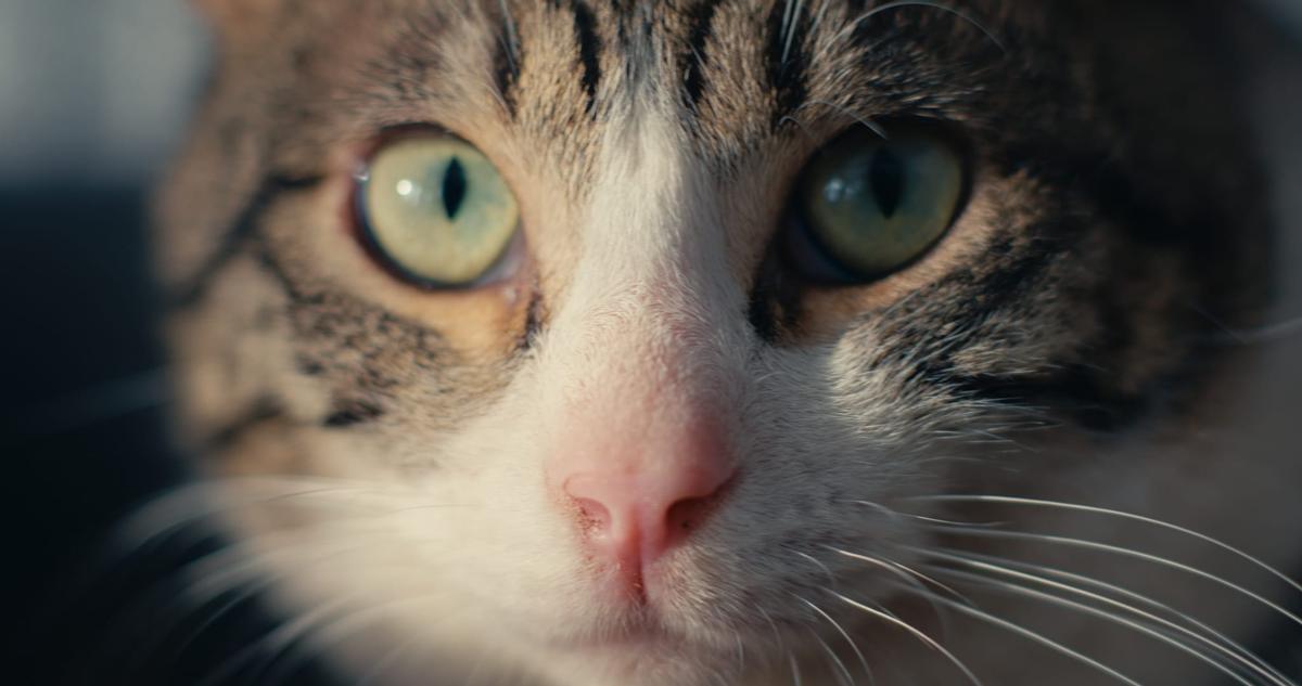 Uno de los gatos de APAG.