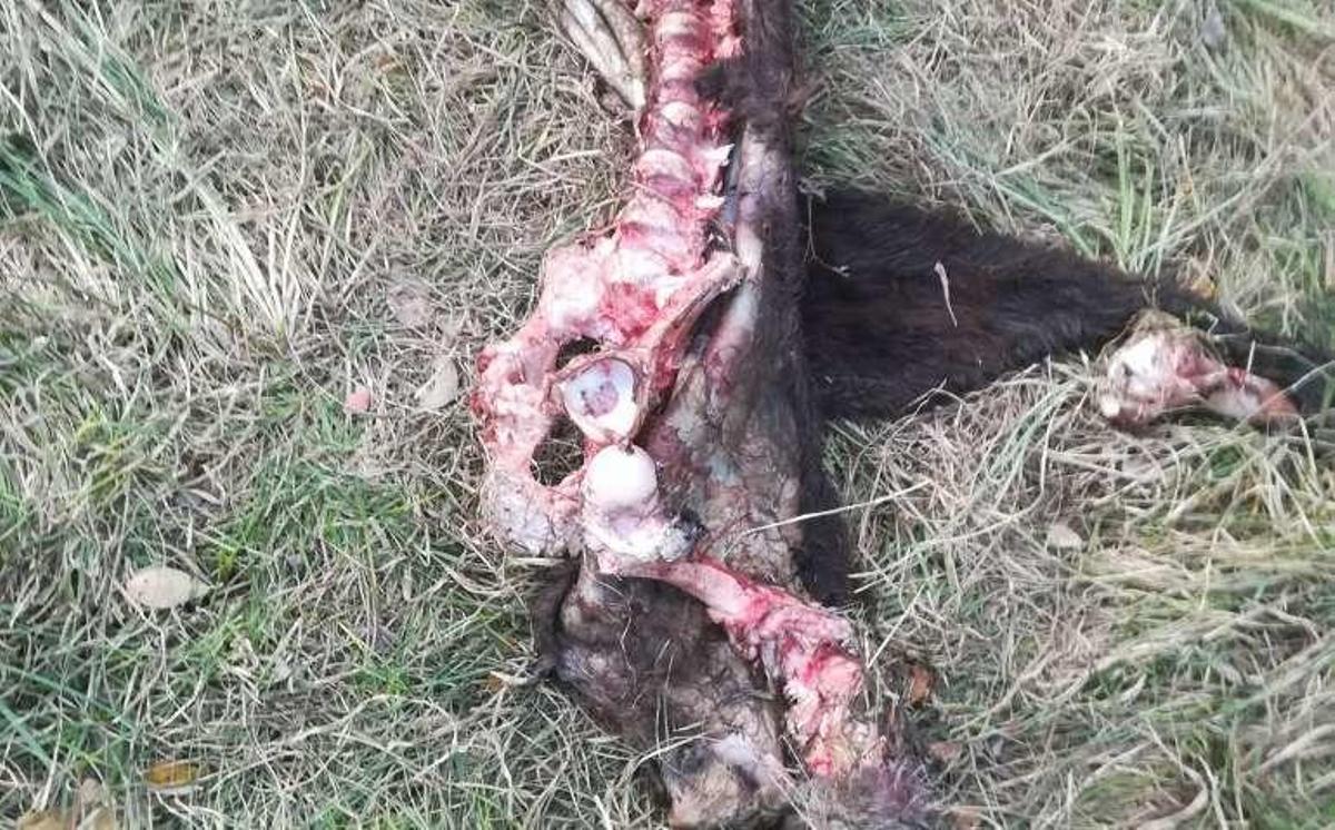 Preocupación entre los ganaderos de Sanabria por los ataques del lobo