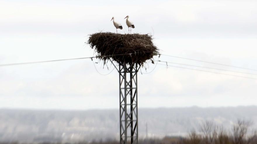 Aislados 46 tendidos eléctricos en Tarazona y el Moncayo para evitar electrocución de aves