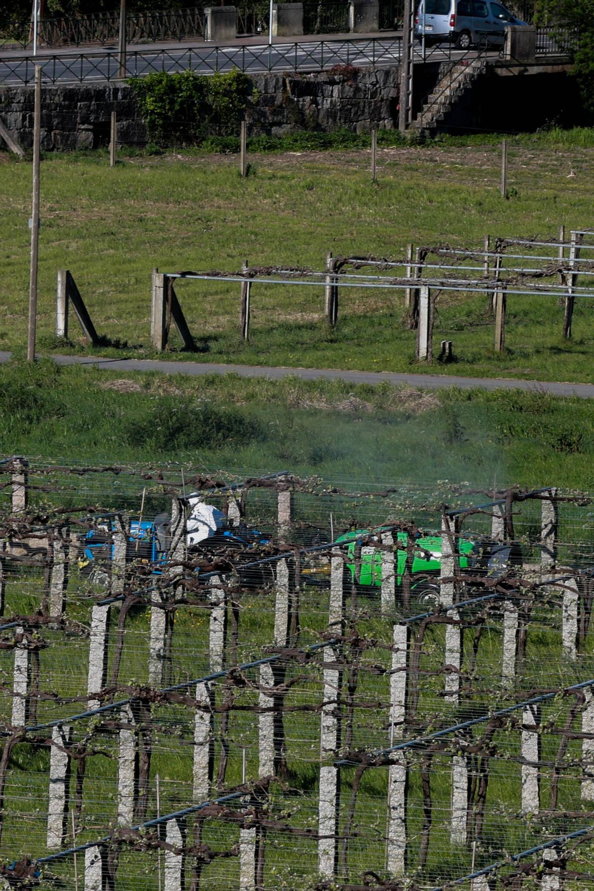 Aplicación de fungicidas con atomizador en Ribadumia, esta mañana.