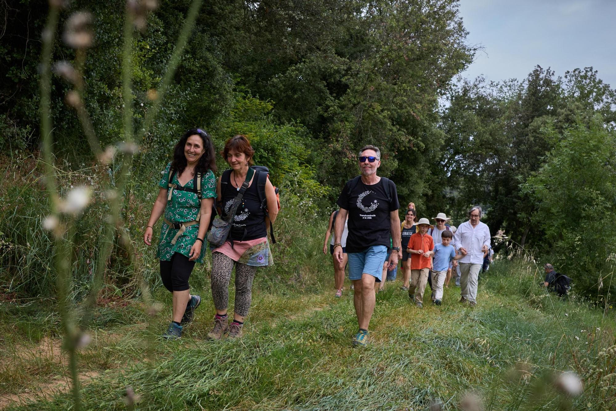 Les fotos de la transhumància del ramat d'ovelles d'Arnau Rubio a Crespià