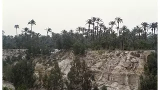 Vida i mort de les palmeres d’Elx (2/4)