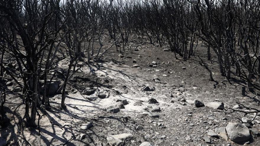 El incendio del Moncayo se ceba con almendros y olivos y salva la vendimia de la DO Campo de Borja