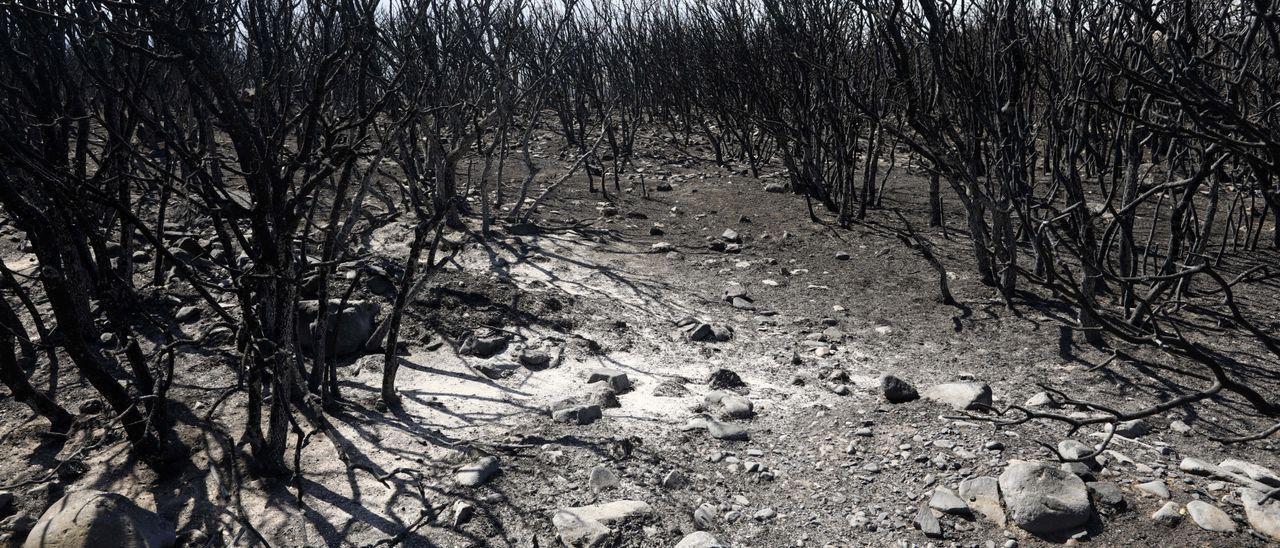 Incendio del Moncayo.