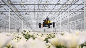 Las abejas enseñan a los drones cómo navegar.