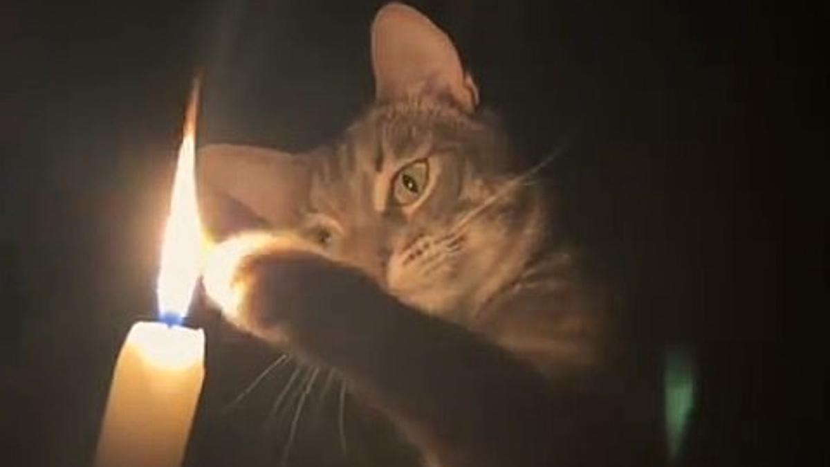 Un gato muestra su curiosidad ante la llama de una vela.