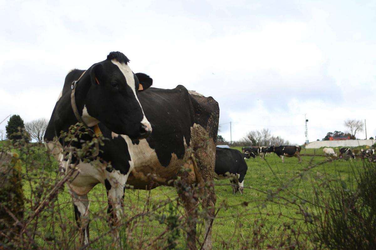 Vacas lecheras en una finca de Escuadro, en Silleda.