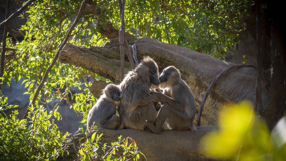 Familia de driles en BIOPARC Valencia