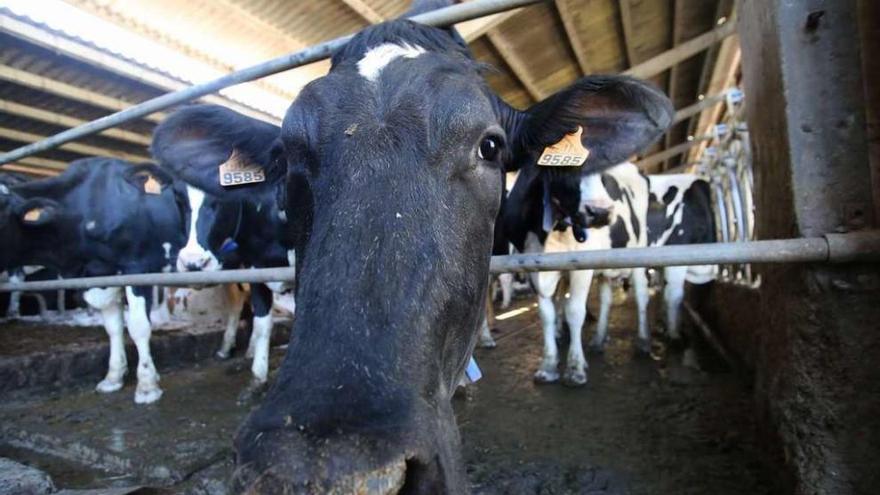 Vacas en una granja de Lalín. // Bernabé/Gautier