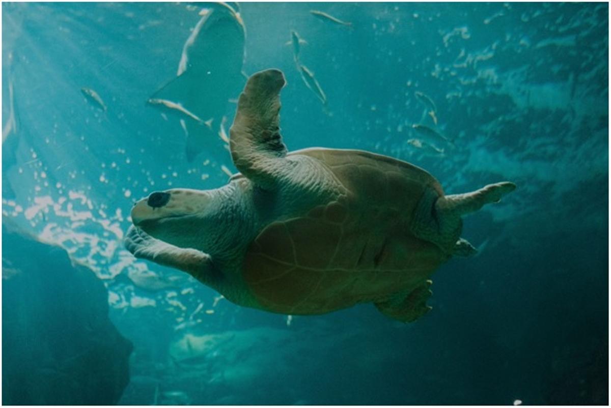 El Acuario de Gijón representa los ecosistemas de la zona cantábrica.