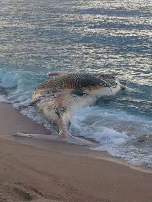 Apareix una balena morta a la platja gran de Lloret de Mar