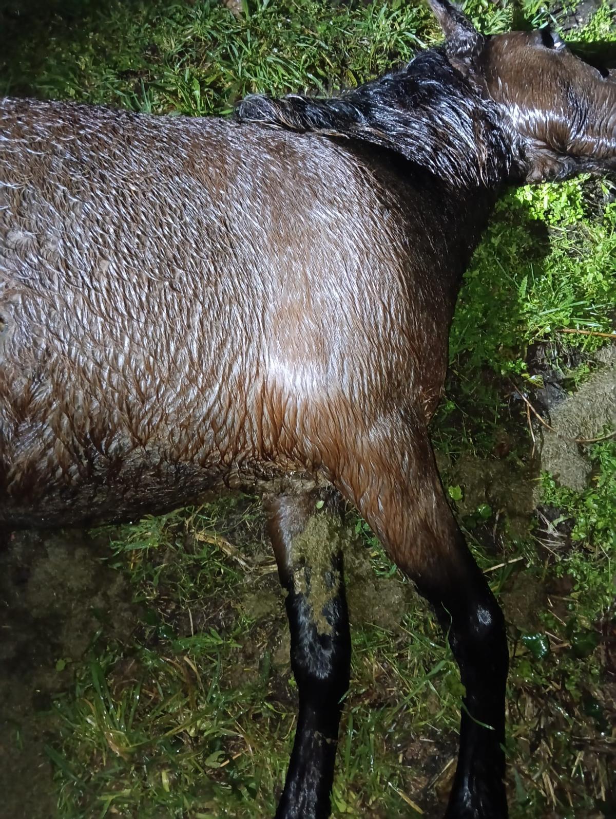 La yegua muerta formaba parte de la manada de las otras cinco que han desaparecido.