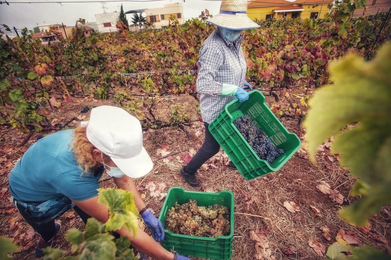 Jornada de vendimia en Tenerife