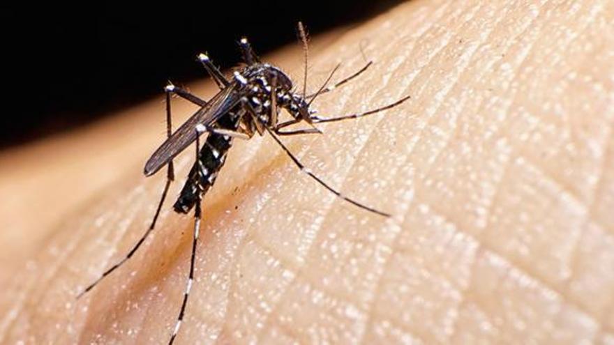 Registrado en Madrid el primer contagio por vía sexual de zika en España