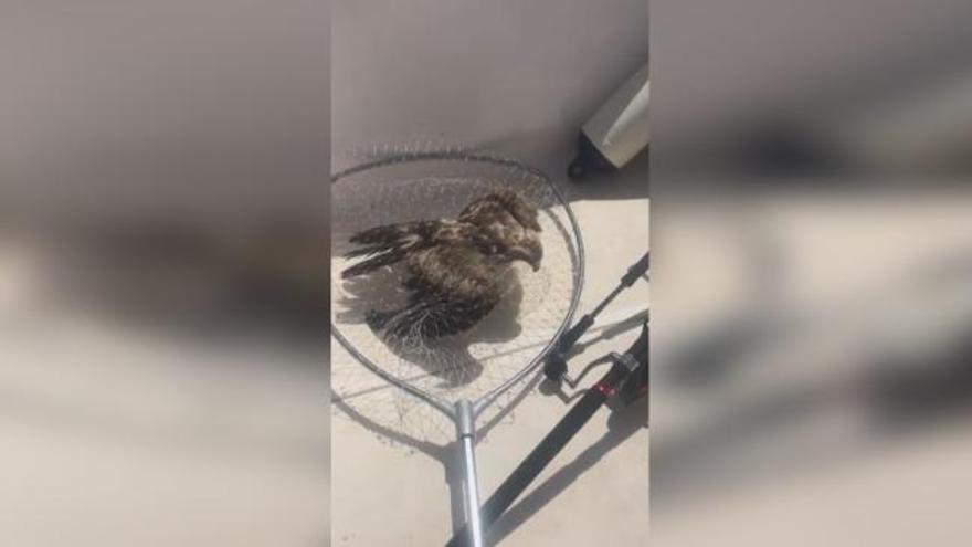 Dos vecinos de Xàbia salvan a un águila calzada del ataque de unas gaviotas