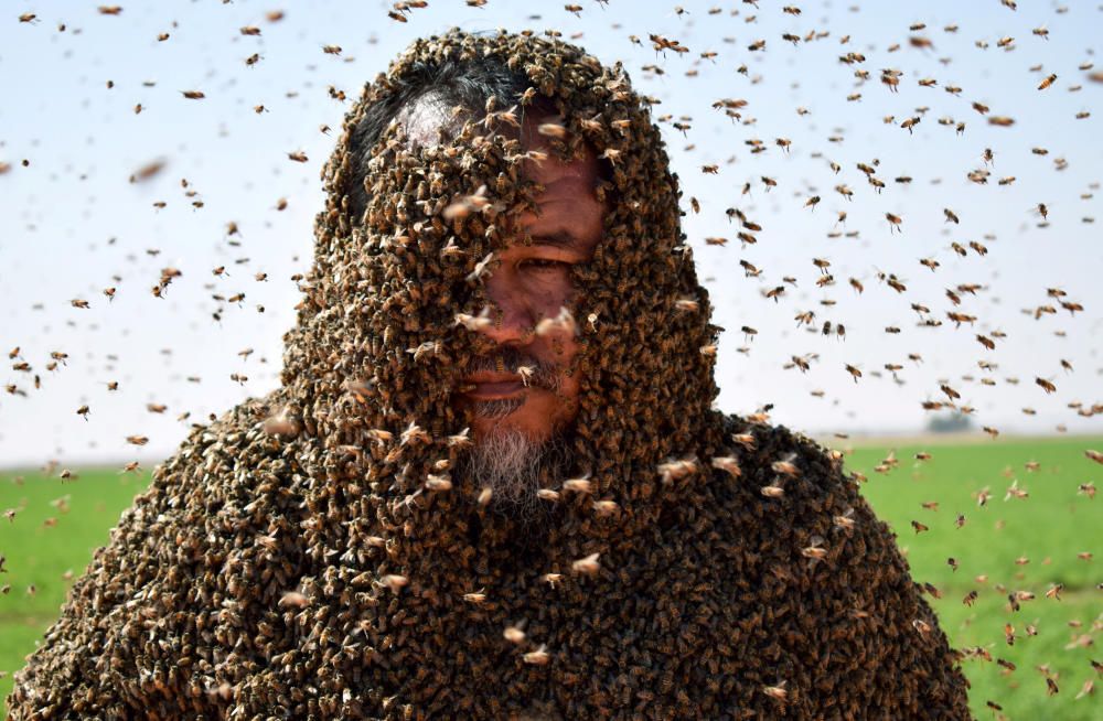 A Saudi man with his body covered with bees ...
