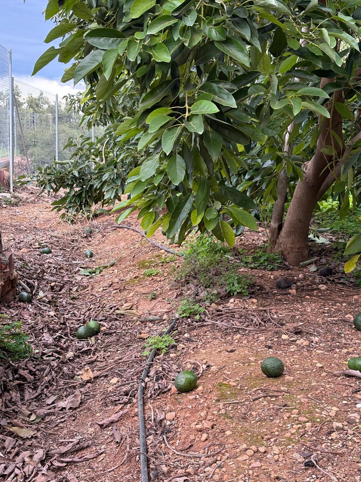 Una imagen del terreno de José Luis donde cultiva esta fruta exótica.