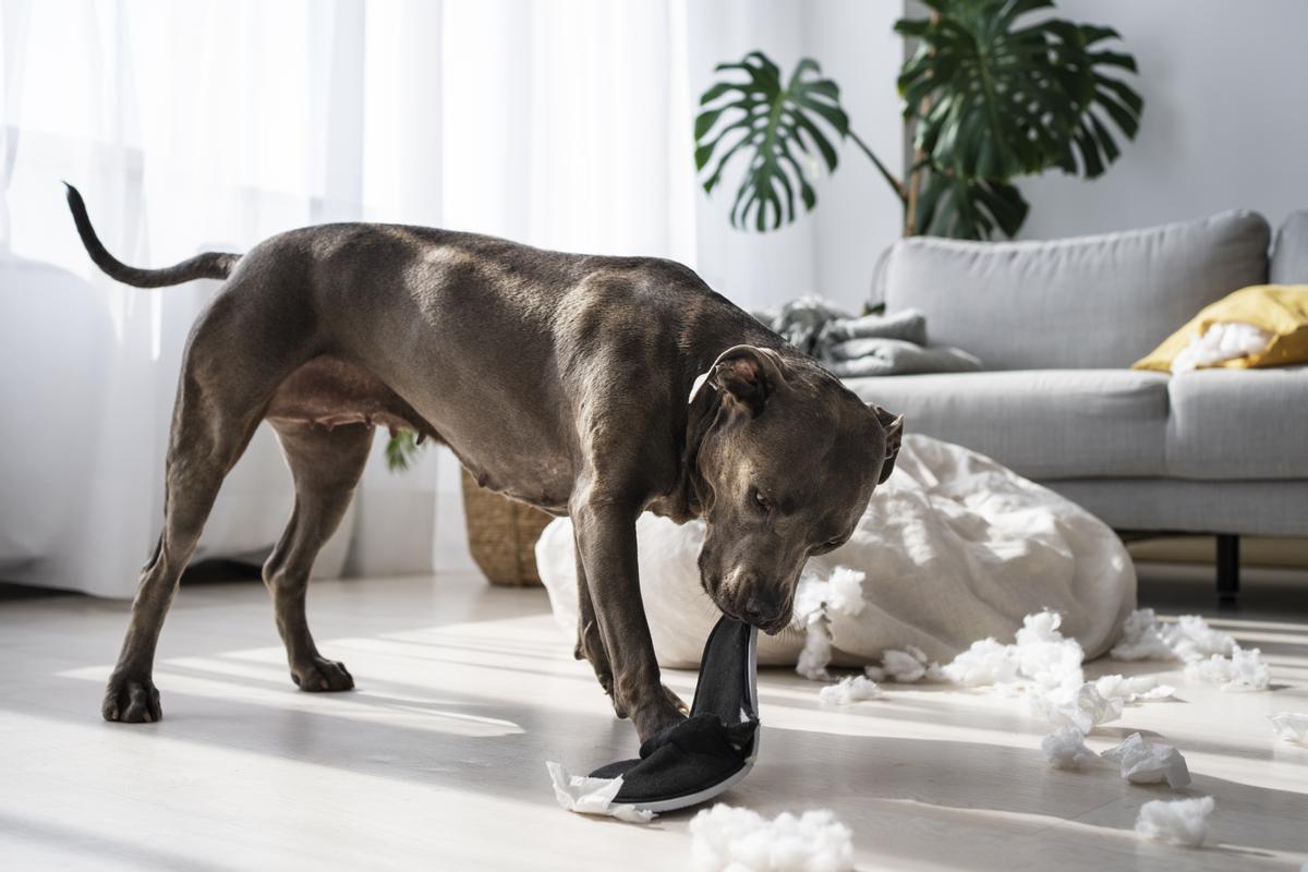 ¿Eres culpable de maltrato silencioso? Conoce los límites legales para dejar a tu perro solo en casa