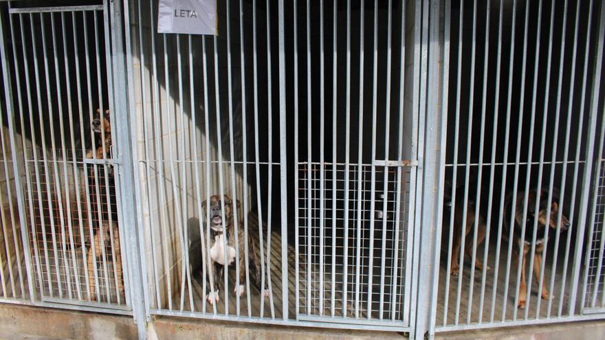 Aller cierra su perrera, externaliza la recogida de animales y pide un albergue comarcal