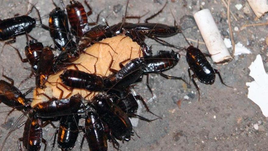 Una plaga de paneroles detectada a Girona, en una imatge d&#039;arxiu.