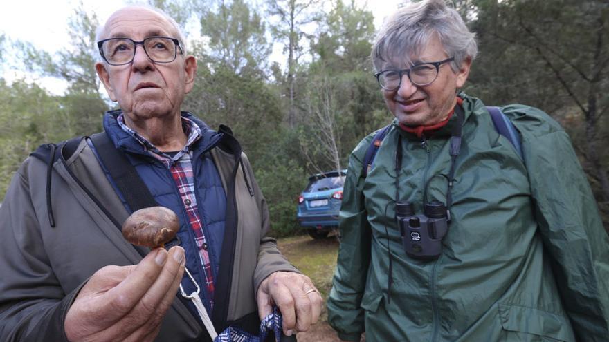 Pep Siquier, con un ejemplar como el que ayudó a descubrir una especie de seta en toda Europa.
