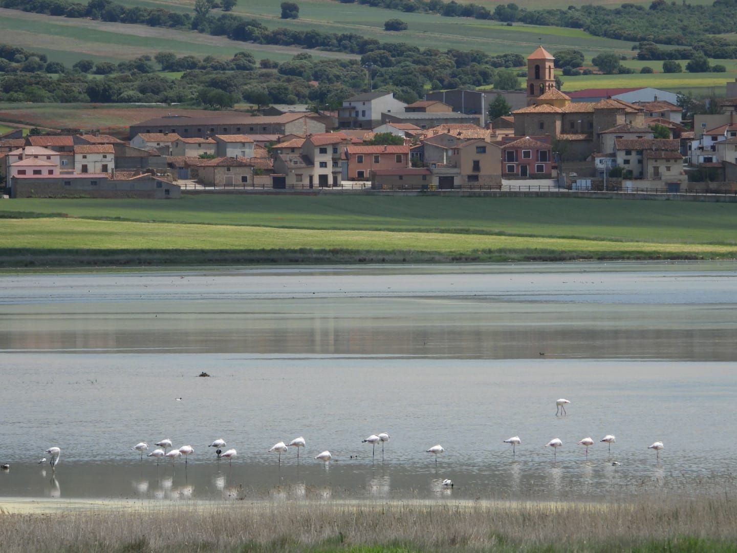 Aves en la Laguna de Gallocanta