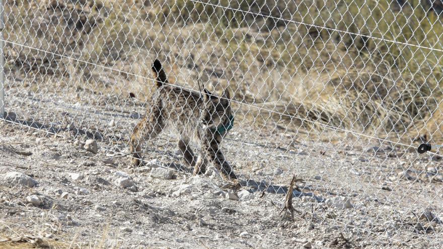 El plan regional de conservación del lince ibérico se demora 30 años