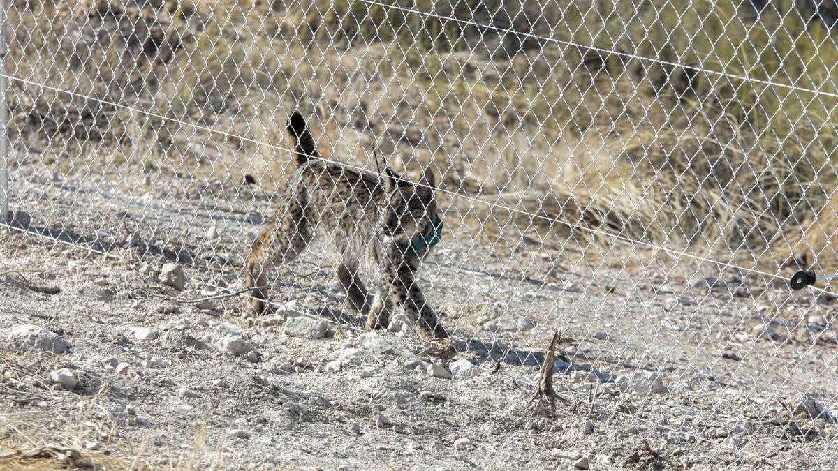 Un lince ibérico durante su suelta en las Tierras Altas de Lorca
