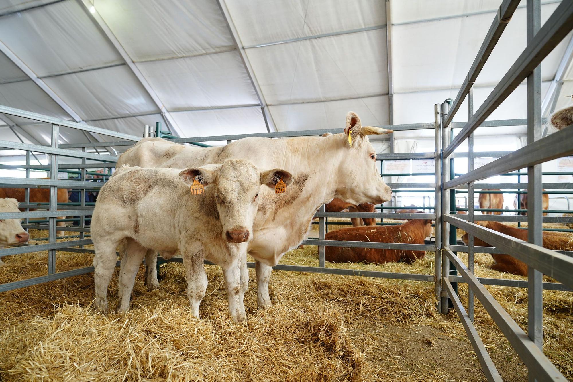 Inaugurada la Feria Agroganadera y Agroalimentaria de Los Pedroches