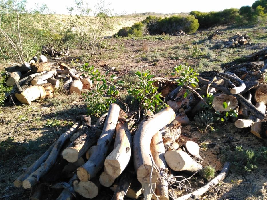 Restauración ambiental de la pinada quemada en el paraje Molino del Agua de Torrevieja