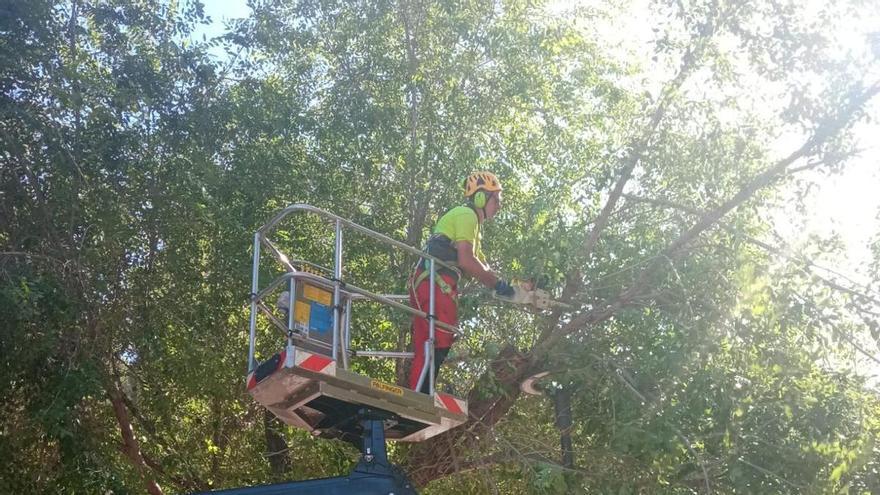 Cae una rama de grandes dimensiones en la zona de Centrofama