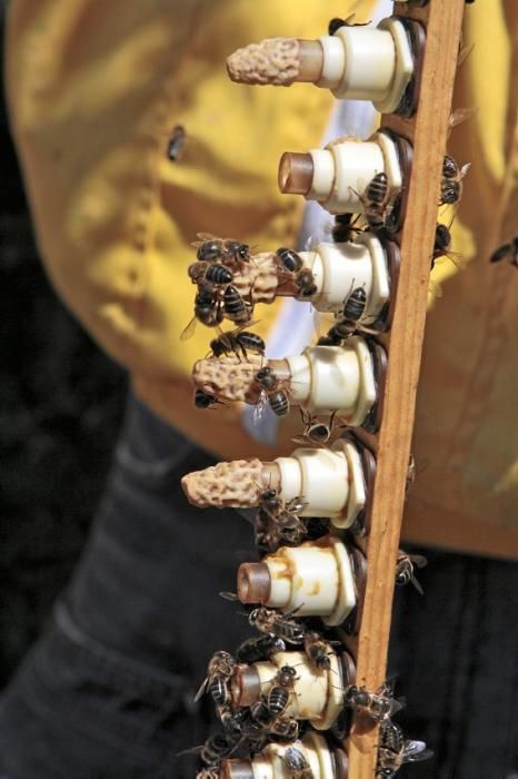 Pau Ixent Queralt und Biel Coll sind die einzigen Züchter von Bienenköniginnen auf der Insel. Ein Besuch auf den Wiesen von Son Berga bei Alaró