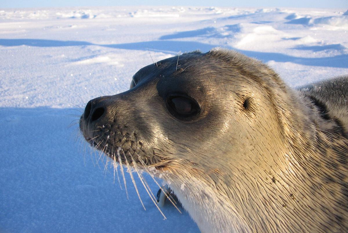 Ejemplar de foca anillada de Saimaa.