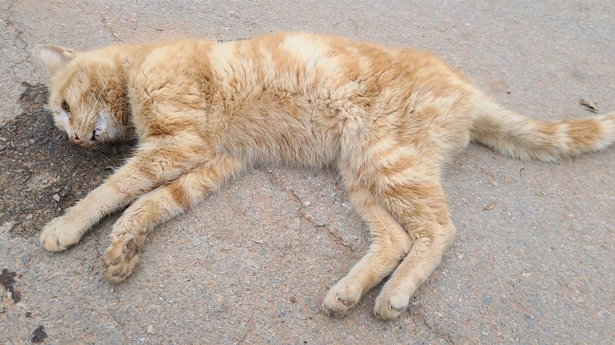 Uno de los gatos envenenados en Pedralba.