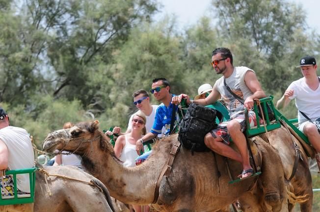 Reportaje excursiones con camellos en las Dunas ...