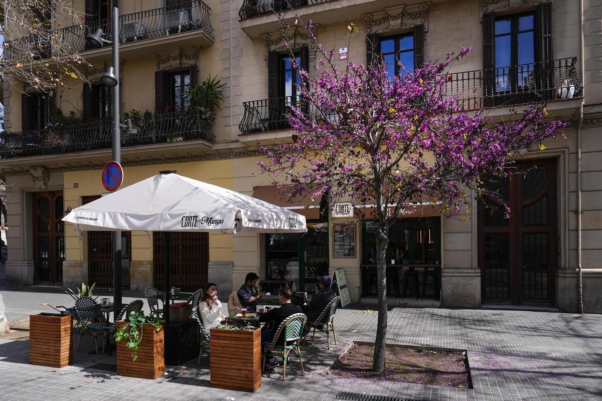 Un árbol de Judea, con el alcorque medio sembrado de pétalos.