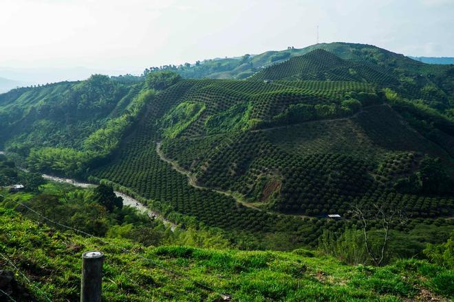 Eje Cafetero colombiano